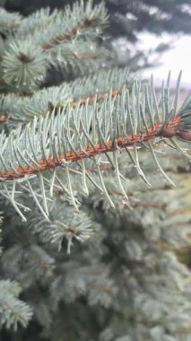 Çam ağacına yağmur damlası. Mavi ladin. Yağmurda ladin dalları. Kozalaklı ağaç. İğneli dallar.