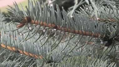 Çam ağacına yağmur damlası. Mavi ladin. Yağmurda ladin dalları. Kozalaklı ağaç. İğneli dallar.