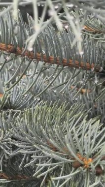 Çam ağacına yağmur damlası. Mavi ladin. Yağmurda ladin dalları. Kozalaklı ağaç. İğneli dallar.