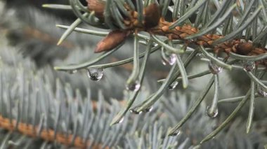 Çam ağacına yağmur damlası. Mavi ladin. Yağmurda ladin dalları. Kozalaklı ağaç. İğneli dallar.