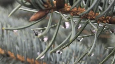 Çam ağacına yağmur damlası. Mavi ladin. Yağmurda ladin dalları. Kozalaklı ağaç. İğneli dallar.