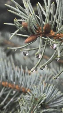 Çam ağacına yağmur damlası. Mavi ladin. Yağmurda ladin dalları. Kozalaklı ağaç. İğneli dallar.
