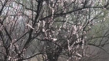 İlkbaharda çiçek açan ağaçlar gibi. Ağaçlardaki beyaz renk. Suyun üzerinde çiçek açan ağaçlar.