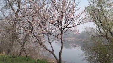 İlkbaharda çiçek açan ağaçlar gibi. Ağaçlardaki beyaz renk. Suyun üzerinde çiçek açan ağaçlar.