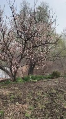 İlkbaharda çiçek açan ağaçlar gibi. Ağaçlardaki beyaz renk. Suyun üzerinde çiçek açan ağaçlar.