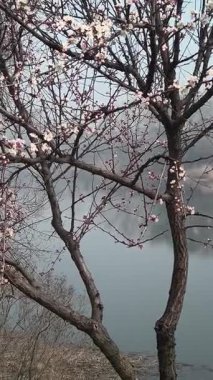 İlkbaharda çiçek açan ağaçlar gibi. Ağaçlardaki beyaz renk. Suyun üzerinde çiçek açan ağaçlar.