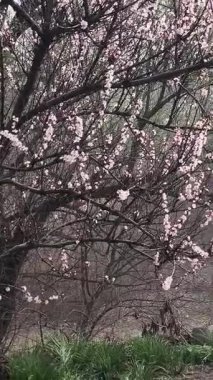 İlkbaharda çiçek açan ağaçlar gibi. Ağaçlardaki beyaz renk. Suyun üzerinde çiçek açan ağaçlar.