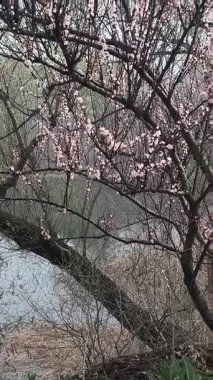 İlkbaharda çiçek açan ağaçlar gibi. Ağaçlardaki beyaz renk. Suyun üzerinde çiçek açan ağaçlar.