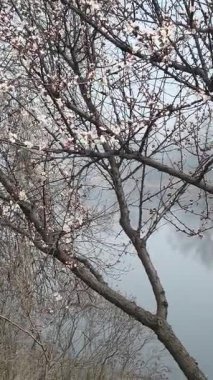 İlkbaharda çiçek açan ağaçlar gibi. Ağaçlardaki beyaz renk. Suyun üzerinde çiçek açan ağaçlar.