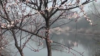 İlkbaharda çiçek açan ağaçlar gibi. Ağaçlardaki beyaz renk. Suyun üzerinde çiçek açan ağaçlar.