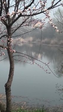 İlkbaharda çiçek açan ağaçlar gibi. Ağaçlardaki beyaz renk. Suyun üzerinde çiçek açan ağaçlar.