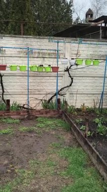 dacha. Avlu. Baharda sebze bahçesi. Küçük ev bahçesi.