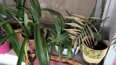 Pencerenin pervazında çok renkli saksılarda çiçekler. Ev çiçekleri.