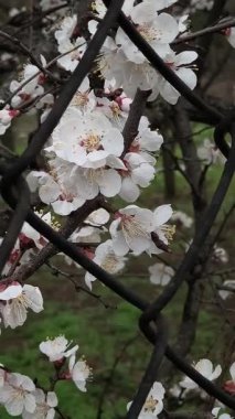 Çiçekler ve metal ızgara. Kafesteki beyaz çiçekler. Demir parmaklıklar ve çiçek açan ağaçlar.