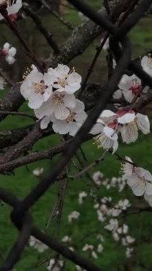 Çiçekler ve metal ızgara. Kafesteki beyaz çiçekler. Demir parmaklıklar ve çiçek açan ağaçlar.