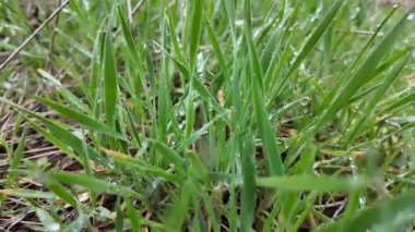 Çiyli yeşil çimen sapları. Çimlerdeki çiy tanesi.