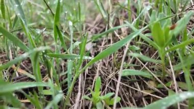 Çiyli yeşil çimen sapları. Çimlerdeki çiy tanesi.