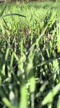 Çiyli yeşil çimen sapları. Çimlerdeki çiy tanesi.