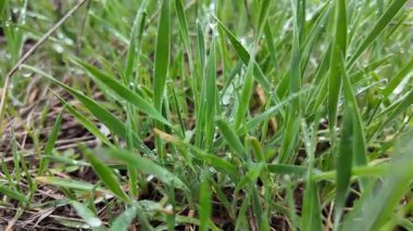 Çiyli yeşil çimen sapları. Çimlerdeki çiy tanesi.
