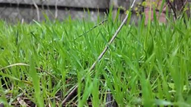 Çiyli yeşil çimen sapları. Çimlerdeki çiy tanesi.