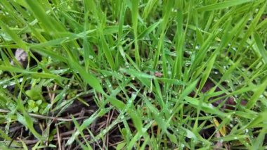 Çiyli yeşil çimen sapları. Çimlerdeki çiy tanesi.