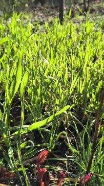 Çiyli yeşil çimen sapları. Çimlerdeki çiy tanesi.