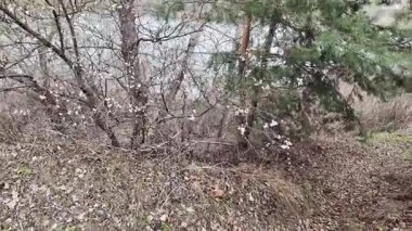 Dallardaki beyaz çiçekler. Kayısılar baharda çiçek açar.