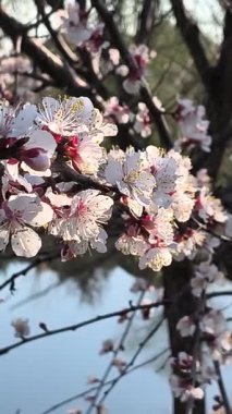 Dallardaki beyaz çiçekler. Kayısılar baharda çiçek açar.