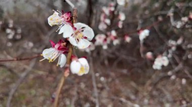 Dallardaki beyaz çiçekler. Kayısılar baharda çiçek açar.