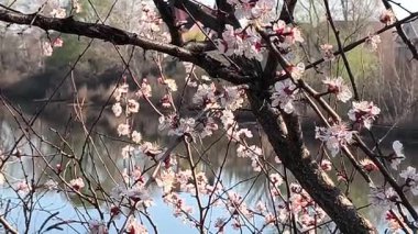 Dallardaki beyaz çiçekler. Kayısılar baharda çiçek açar.