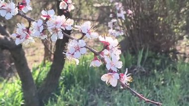 Dallardaki beyaz çiçekler. Kayısılar baharda çiçek açar.