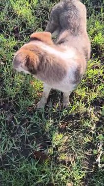 Güzel sokak köpeği. Sokak köpeği kaçıyor..