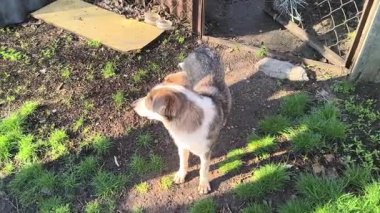 Güzel sokak köpeği. Sokak köpeği kaçıyor..