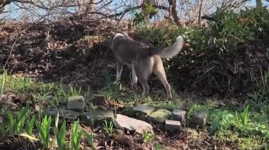 Güzel sokak köpeği. Sokak köpeği kaçıyor..