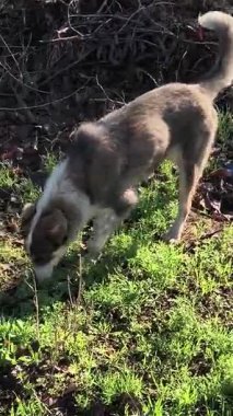 Güzel sokak köpeği. Sokak köpeği kaçıyor..