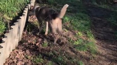 Güzel sokak köpeği. Sokak köpeği kaçıyor..