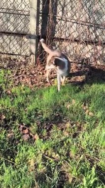 Güzel sokak köpeği. Sokak köpeği kaçıyor..