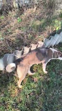 Güzel sokak köpeği. Sokak köpeği kaçıyor..