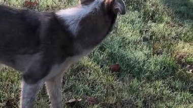 Güzel sokak köpeği. Sokak köpeği kaçıyor..