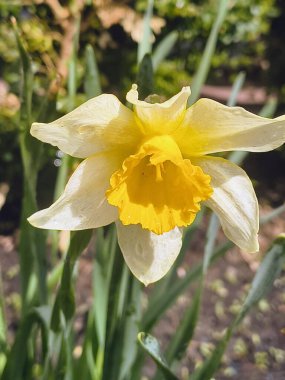 Nergisler yakın plan. Güzel bahar çiçekleri. İlkbaharda ilk çiçekler. sarı ve beyaz nergisler.