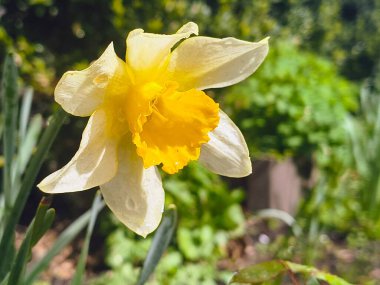 Nergisler yakın plan. Güzel bahar çiçekleri. İlkbaharda ilk çiçekler. sarı ve beyaz nergisler.