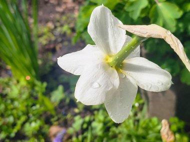 Nergisler yakın plan. Güzel bahar çiçekleri. İlkbaharda ilk çiçekler. sarı ve beyaz nergisler.