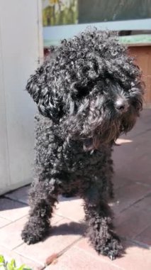 siyah oyuncak kaniş. Kıvırcık siyah kaniş. Küçük kıvırcık siyah köpek.