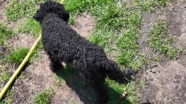 siyah oyuncak kaniş. Kıvırcık siyah kaniş. Küçük kıvırcık siyah köpek.