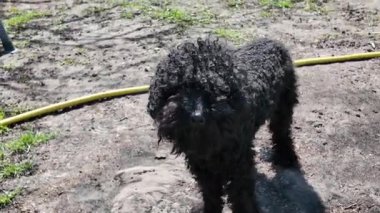 siyah oyuncak kaniş. Kıvırcık siyah kaniş. Küçük kıvırcık siyah köpek.