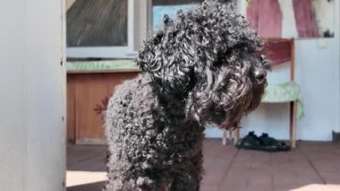 siyah oyuncak kaniş. Kıvırcık siyah kaniş. Küçük kıvırcık siyah köpek.