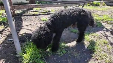 siyah oyuncak kaniş. Kıvırcık siyah kaniş. Küçük kıvırcık siyah köpek.
