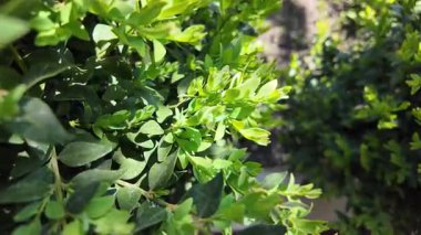 Güneşte boxwood. Güneşte yeşil yapraklar. Dallarda gölge ve ışık. Defne ağacı. Boxwood çalısı.