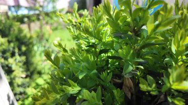 Güneşte boxwood. Güneşte yeşil yapraklar. Dallarda gölge ve ışık. Defne ağacı. Boxwood çalısı.