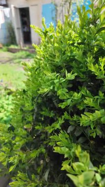 Güneşte boxwood. Güneşte yeşil yapraklar. Dallarda gölge ve ışık. Defne ağacı. Boxwood çalısı.